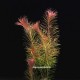 Rotala Wallichii - Plante d'aquarium colorée