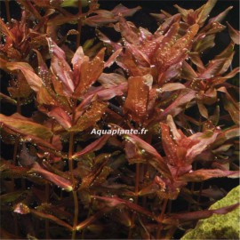 Rotala Macrandra