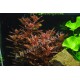Rotala Macrandra