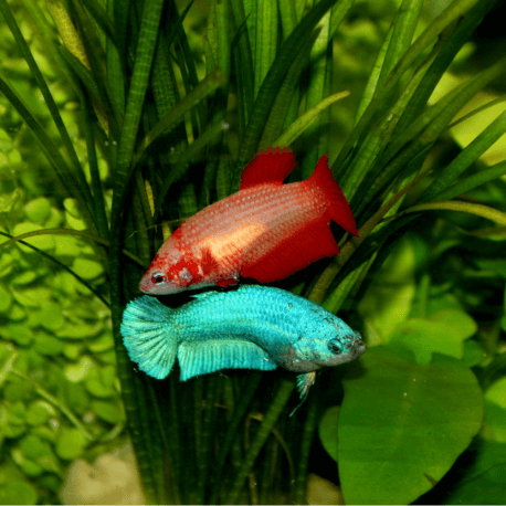 Betta splendens femelle mix color