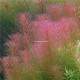 Rotala Wallichii PREMIUM - Plante d'aquarium