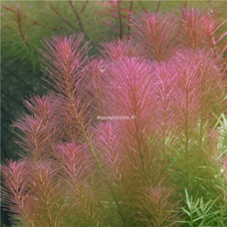 Rotala Wallichii PREMIUM - Plante d'aquarium