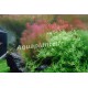 Rotala Wallichii PREMIUM - Plante d'aquarium