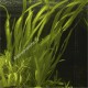 Vallisneria Caulescens