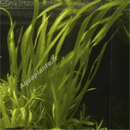 Vallisneria Caulescens