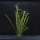 Vallisneria Spiralis - Plante d'aquarium en bouquet