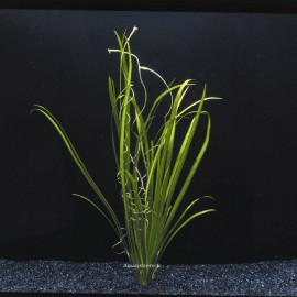 Vallisneria Spiralis