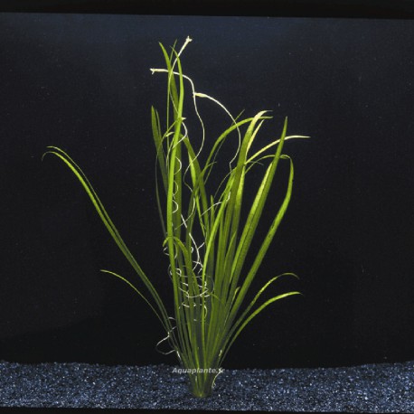 Vallisneria Spiralis - Plante d'aquarium en bouquet