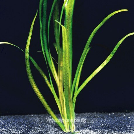 Vallisneria Gigantea Surpenta - Plante d'aquarium