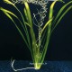 Vallisneria Gigantea - Plante d'aquarium en bouquet