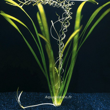Vallisneria Gigantea - Plante d'aquarium en bouquet