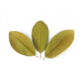 Feuilles de Guava / Goyave Sèches - Alimentation des crevettes d'aquarium