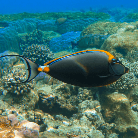 Naso elegans -  Licorne à épine orange S