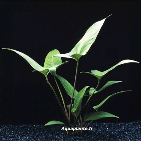 Anubias Hastifolia - Plante facile pour aquarium