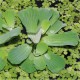 Pistia Stratiotes Laitue d'eau - Plante Flottante pour Bassin