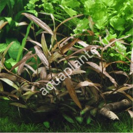 Polygonum sp Tropica