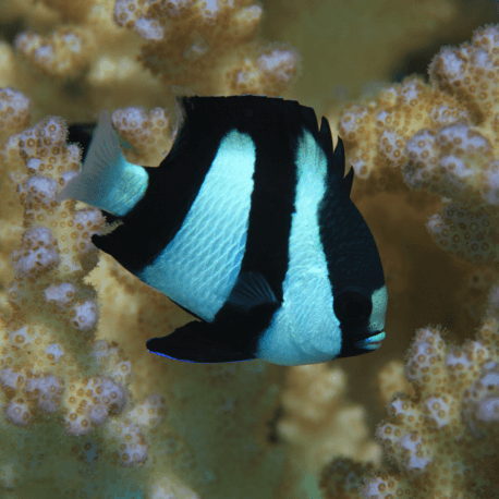 Dascyllus aruanus -  Demoiselle à queue blanche M