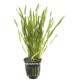 Vallisneria Americana Mini Twister en pot - Plante d'aquarium