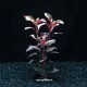 Alternanthera Bettzickiana Rouge - Plante d'aquarium colorée