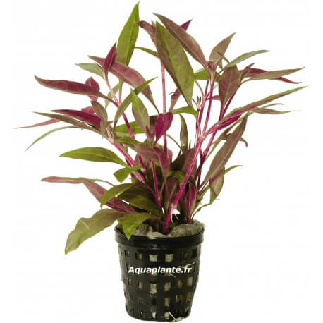 Alternanthera Rosaefolia - Plante rouge pour aquarium