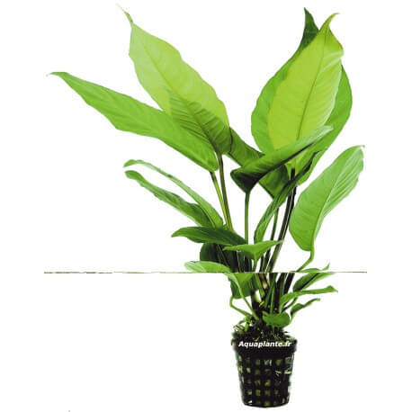 Anubias Heterophylla - Plante d'aquarium facile