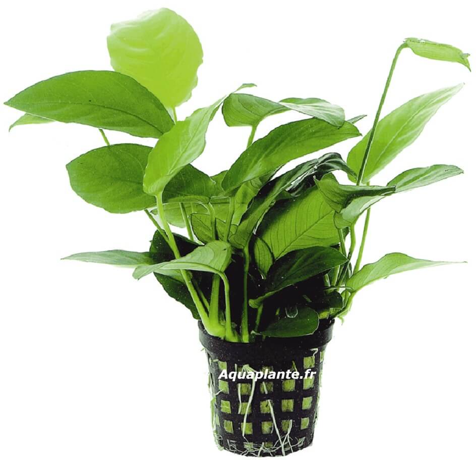 Anubias Nana en pot - plante d'aquarium robuste et facile