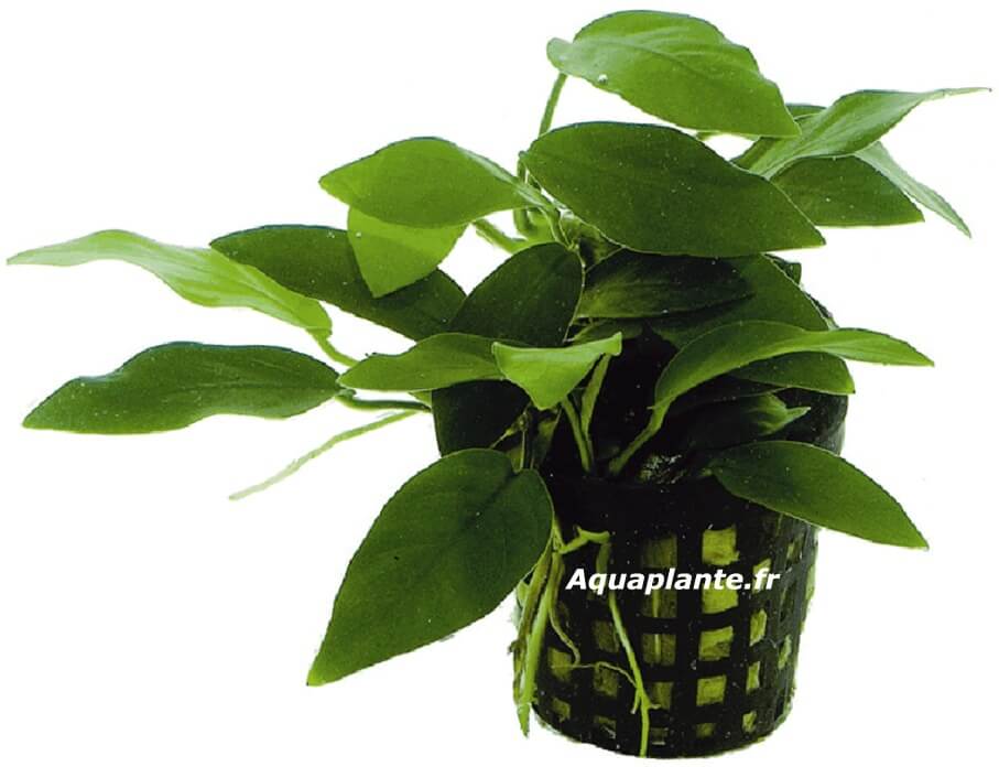 Anubias Nana Bonzai - vari&eacute;t&eacute; miniature pour nano aquarium