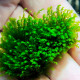 Fissidens sp mini