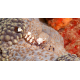 Periclimenes brevicarpalis - Crevette queue de paon M-L