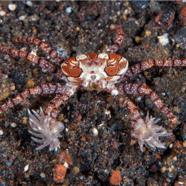 Lybia sp. - Crabe boxeur