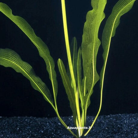 Aponogeton Henckelianus - Plante facile pour aquarium