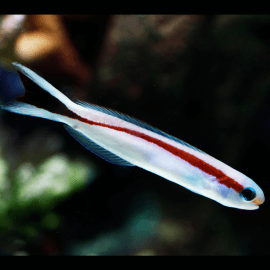 Hoplolatilus marcosi - Poisson-tuile à dos rouge M