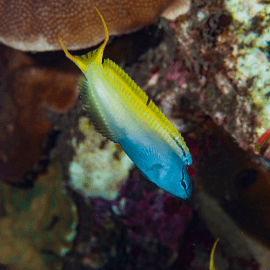 Meiacanthus atrodorsalis - Blennie à dos jaune M