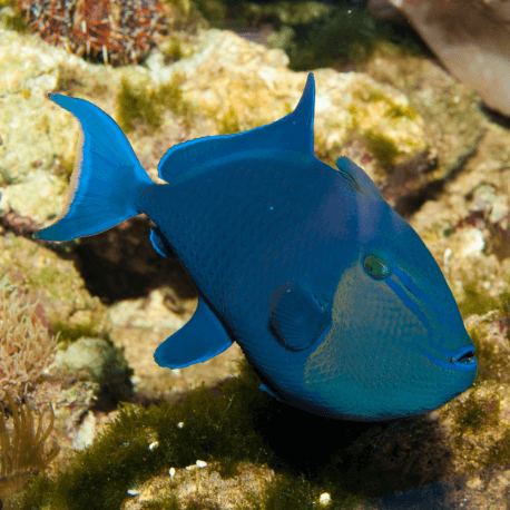 Odonus niger - Baliste bleu S