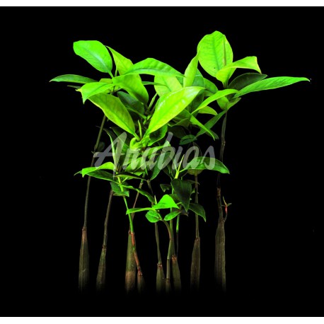 Mangrove Américaine