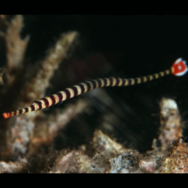 Dunckerocampus (Doryrhamphus) dactyliophorus - Syngnathe zébré M-L