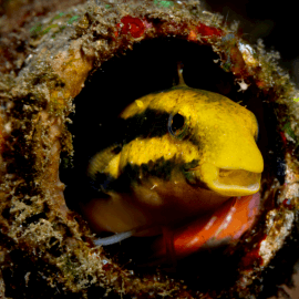 Meiacanthus grammistes - Blennie rayée M-L