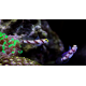 Stonogobiops nematodes - Gobie symbiotique à filament