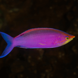 Pseudanthias tuka Mâle - Perche de mer pourpre M-L