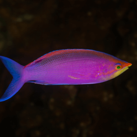 Pseudanthias tuka Mâle - Perche de mer pourpre M-L