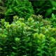 Ammania sp Bonzai Tropica