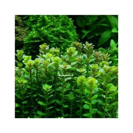 Ammania sp Bonzai Tropica