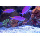 Pseudanthias tuka Mâle - Perche de mer pourpre M-L