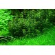 Ammania sp Bonzai Tropica