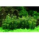 Ammania sp Bonzai Tropica