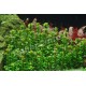 Ammania sp Bonzai Tropica