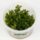 Ammania sp Bonzai Tropica