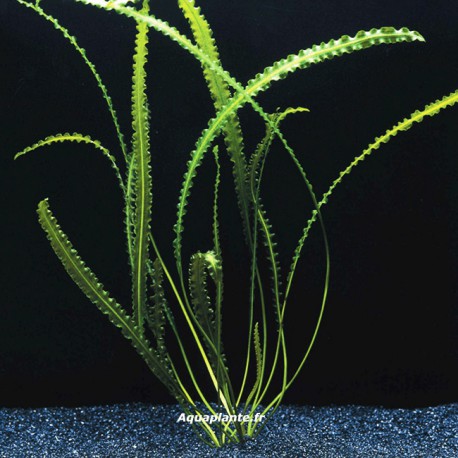 Aponogeton Longiplumulosus