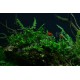 Fontinalis sp Willov - Mousse aquatique