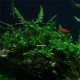 Fontinalis sp Willov - Mousse aquatique